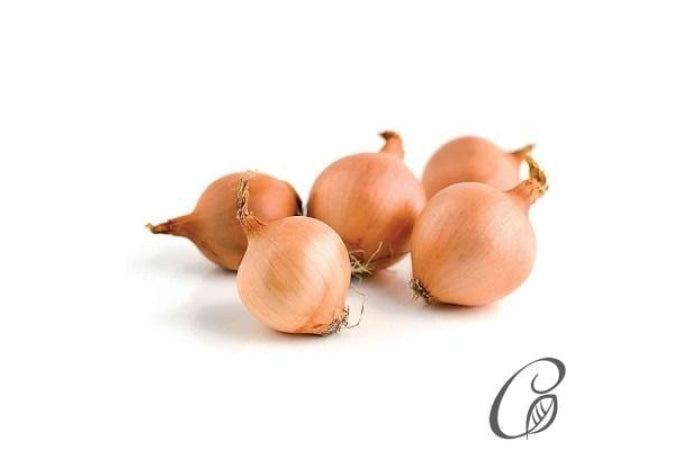 Dutch Onion